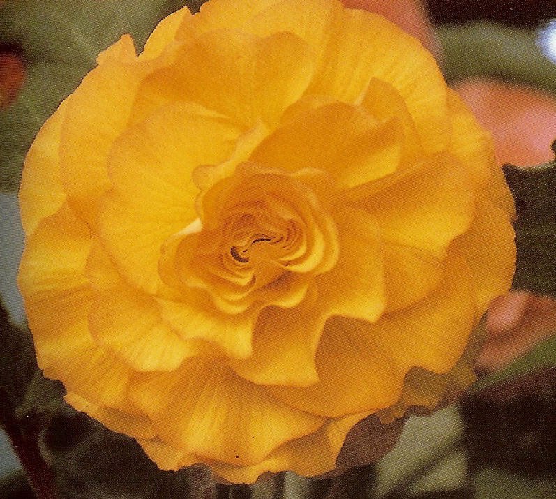 B. ‘Dorothy White’